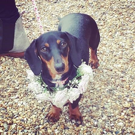 Black and brown dachshund dog wearing flower collar