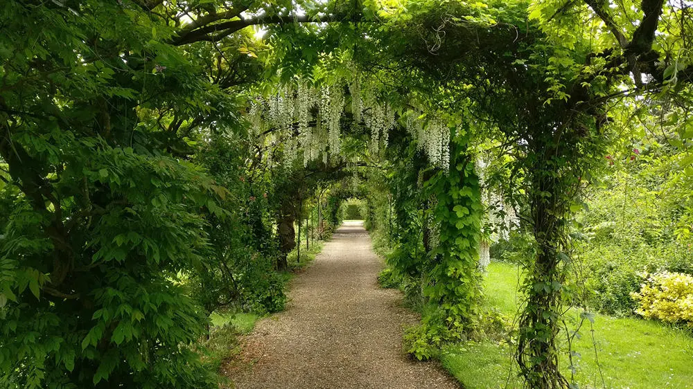 Wisteria walk Somerleyton Hall
